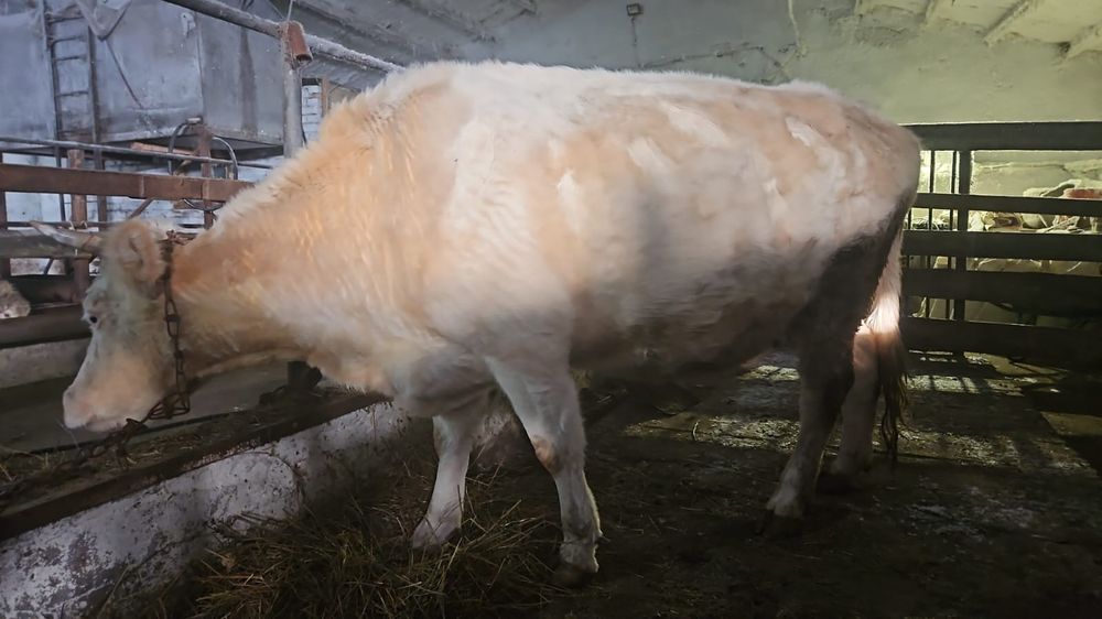 Корова стельная.