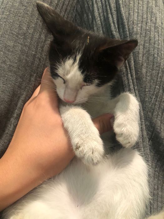 отдам котенка в добрый руки