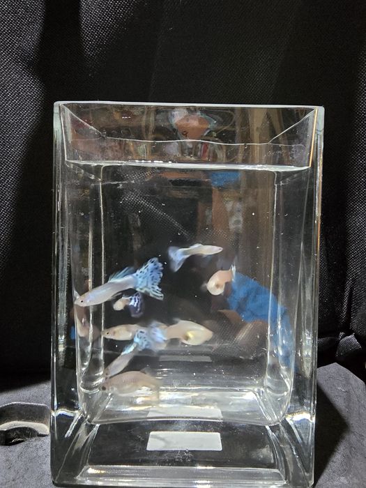 Guppy Xipho Ancistrus