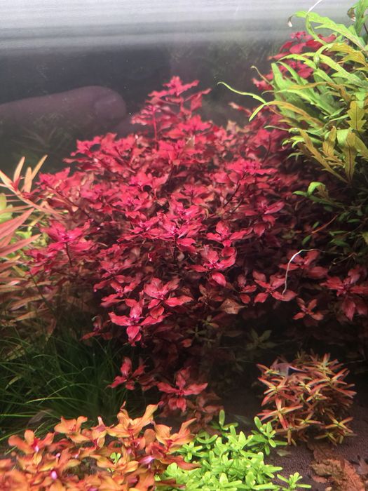 Аквариумные ростения