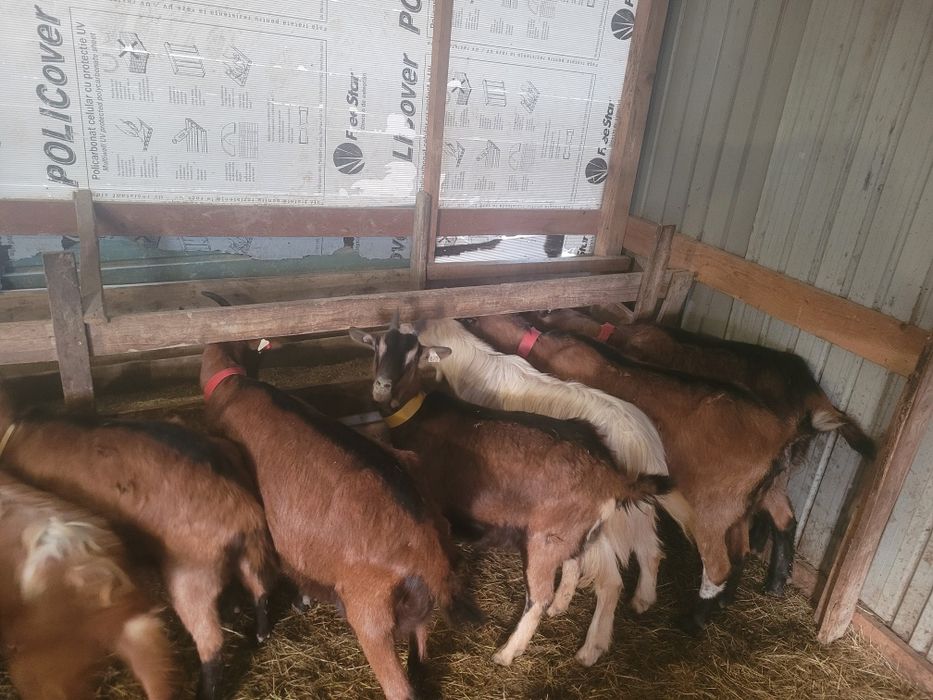 Capre alpine franceze