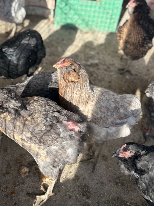 Vând ouă de incubat araucana
