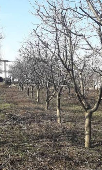 *TUNDERE/Taiere/Toaletare Pomi - Viță De Vie*