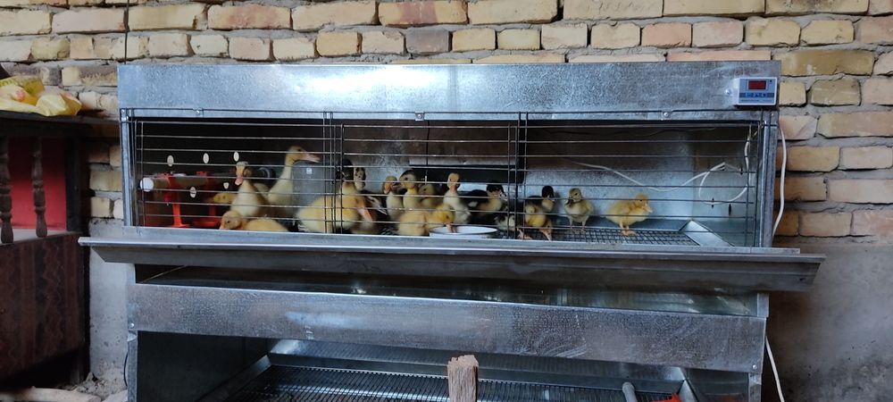 Urdak jujala sotiladi