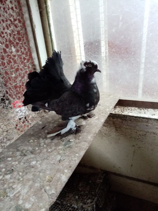 De vânzare porumbei voltati indieni