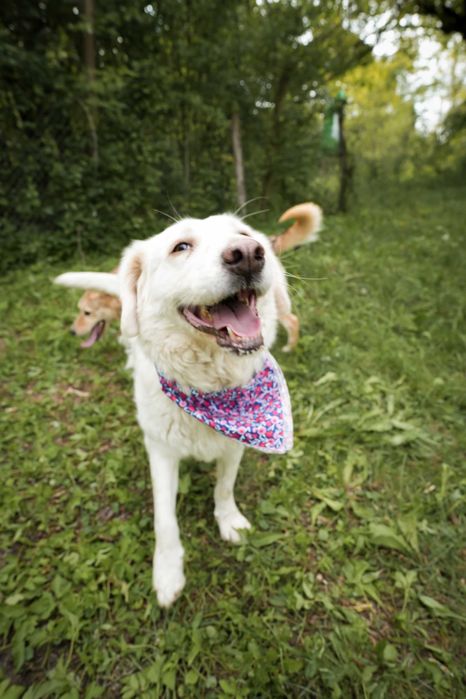 Cățelușă Retriever mix,7 ani, sterilizată, pentru adopție responsabilă