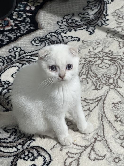 Chiroyli mushuklar rasmlar