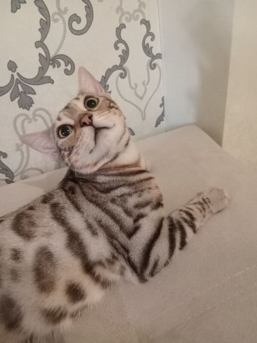 Бенгал на вязку!