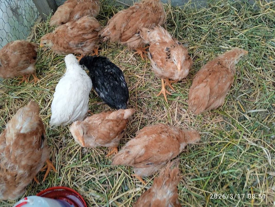 Pui de gaină New Hampshire