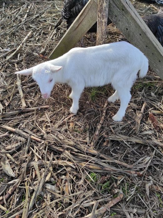 De vânzare o capră sannen