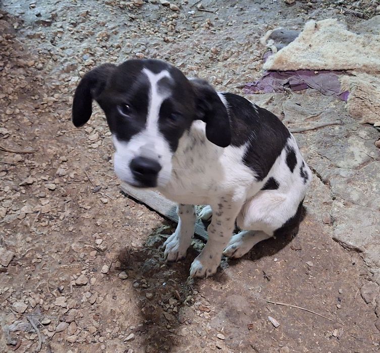 Подарявам кученца