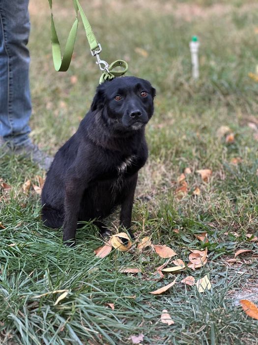 Собака в хорошие руки