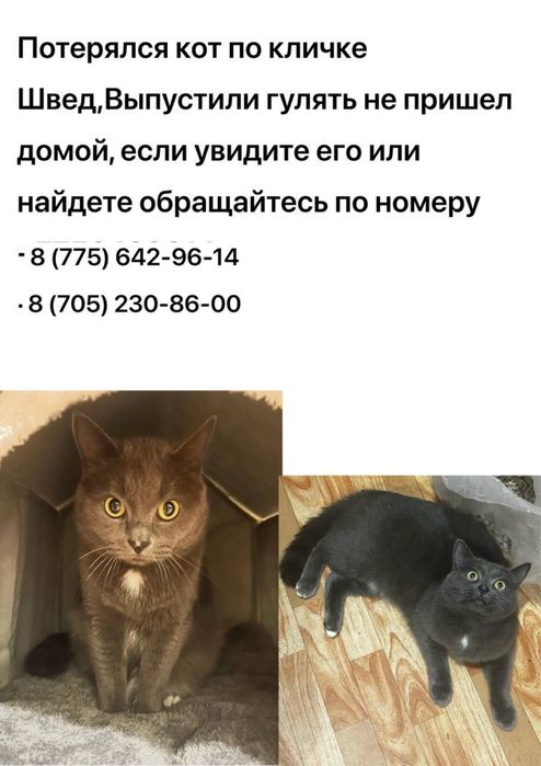 Кто нилудь видео кота?