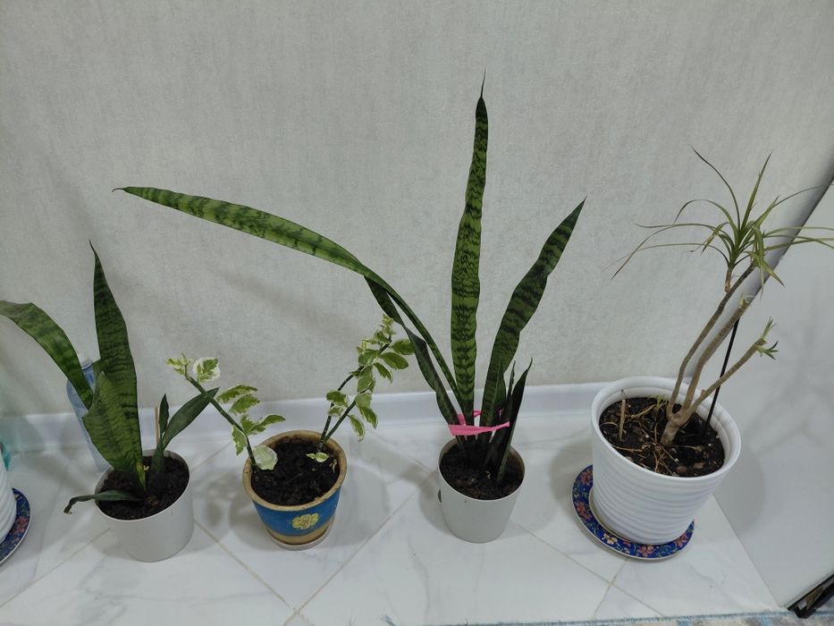 Комнатные цветы не дорого