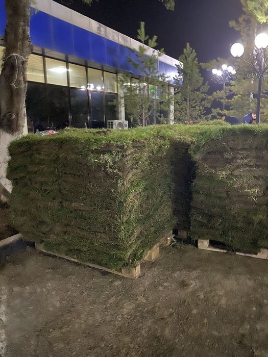 Рулонный газон автополив, газон орыу, егу