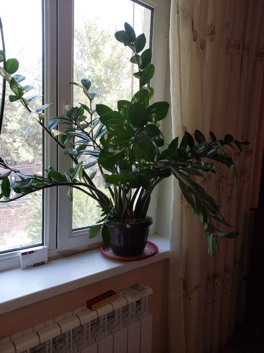 Продается Замиокулькас комнатное растение (цветок среднего размера)