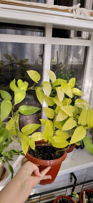 Продам комнатный цветок эпипремнум неон