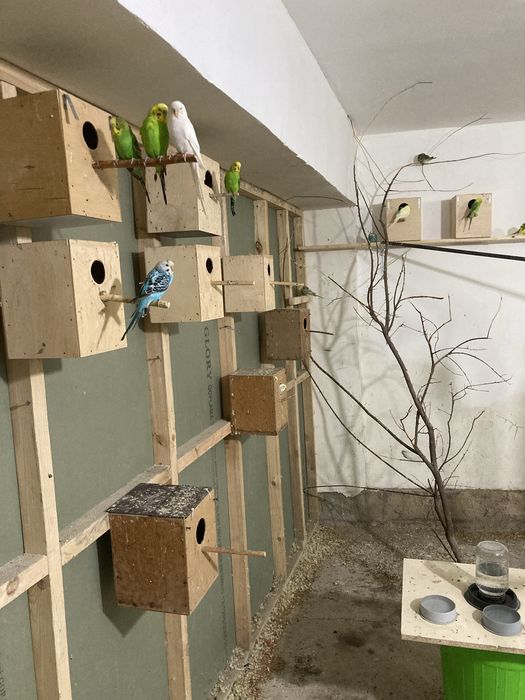 Папугайлар сотилади