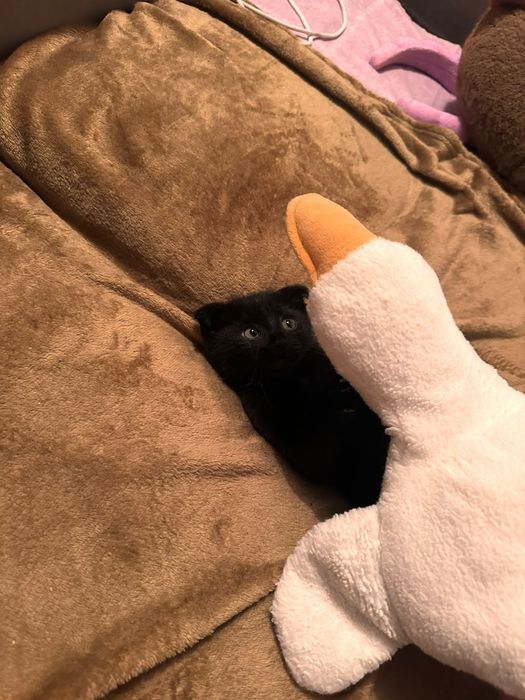 Продам веслоухого котёнка