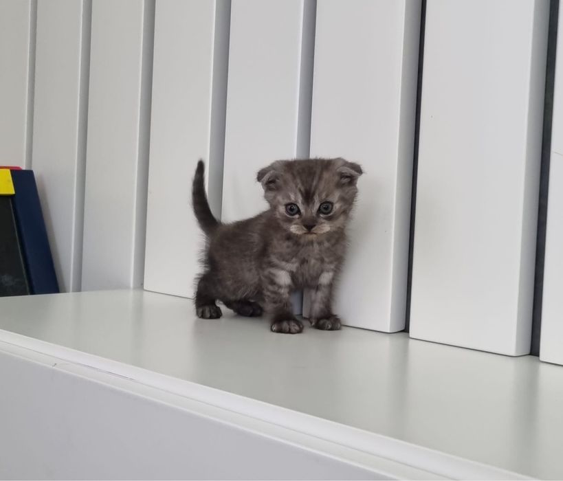 Scottish Fold
