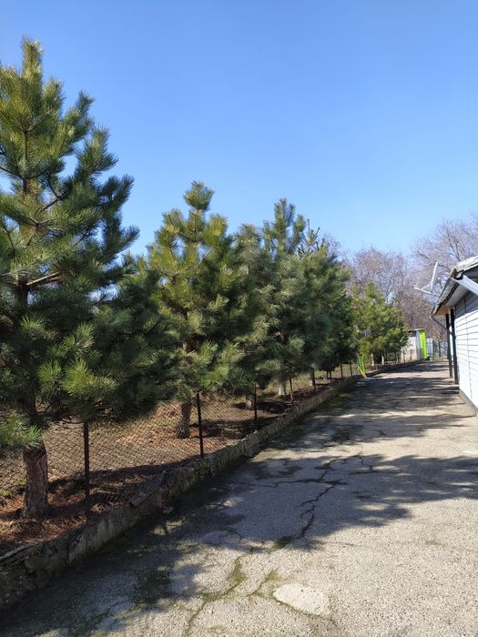 Продам сосны крымские 3-4м