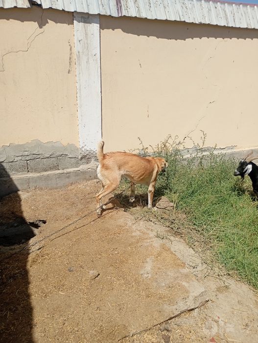 Boribosar it sotiladi