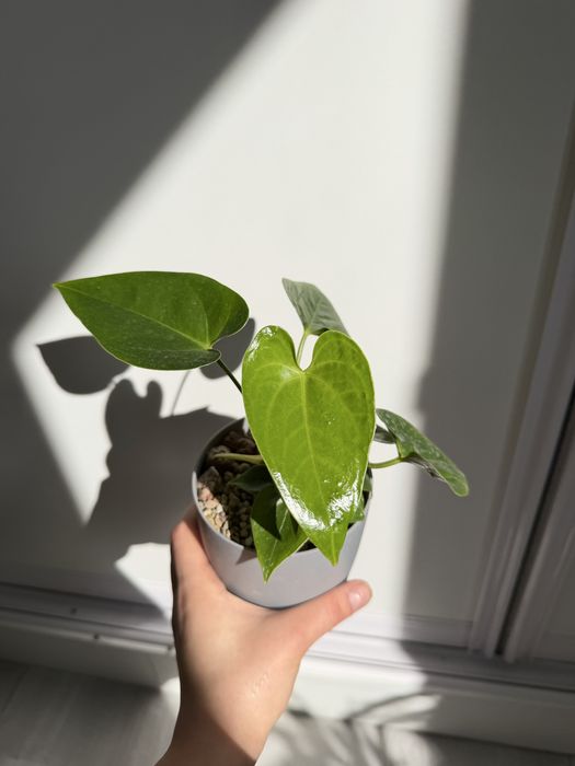 Антуриум, мужское счастье