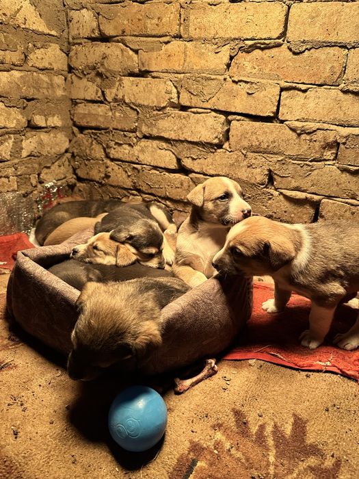 Щенки бесплатно