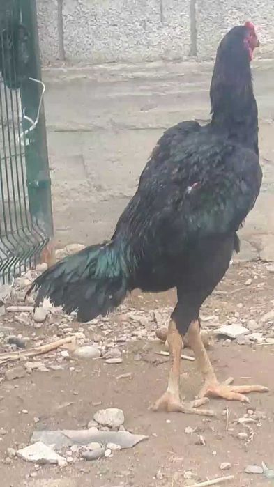 Дакан қораз сентябрьский