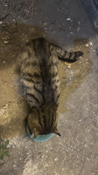 Котик в добрые руки
