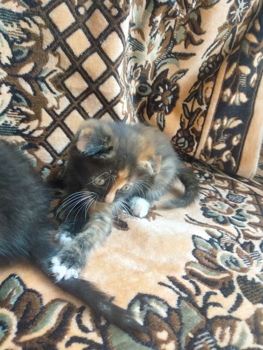 Котята вислоухие