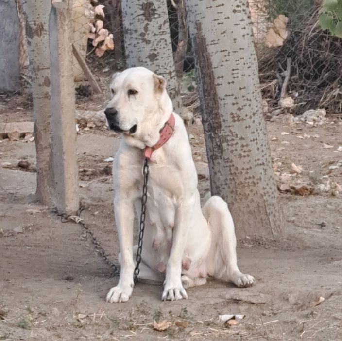 Алабай щенок супер тяж