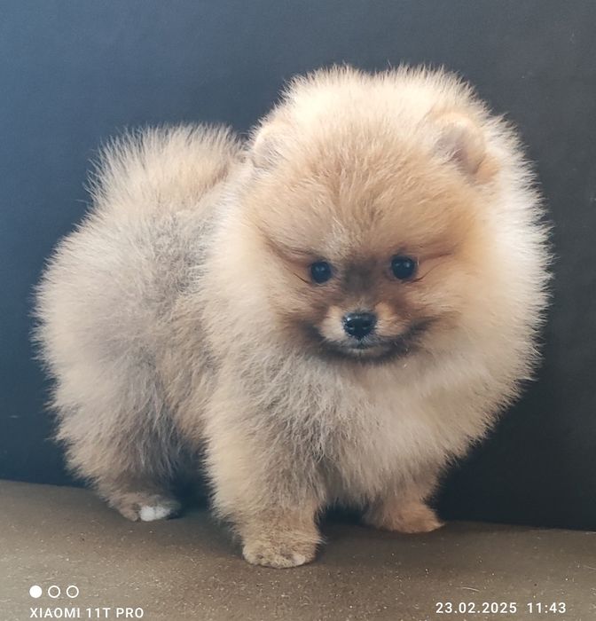 Померан померанче