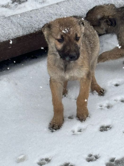 Мальчишка и 2 девчонки ищут дом