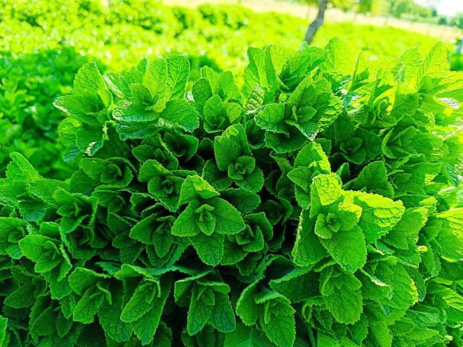 Menta bio - condiment pentru restaurante, patiserii si infuzie ceaiuri