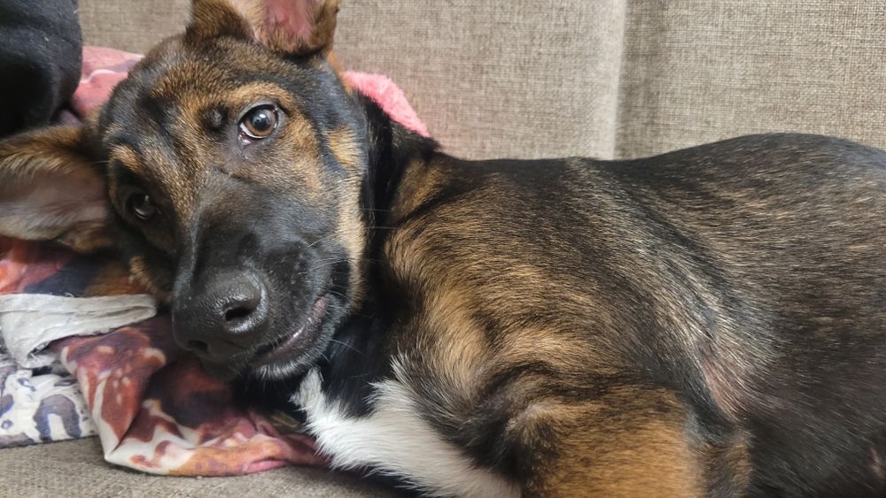 Отдам прелестную девочку