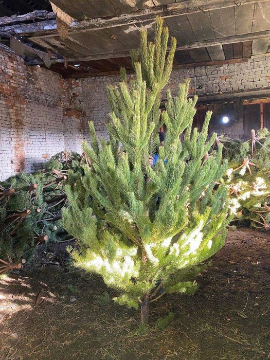 Новогодняя живая сосна (ёлка) с доставкой на дом