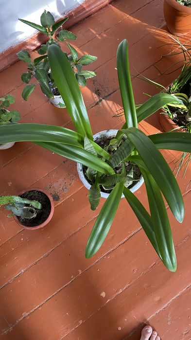 Комнатные растения