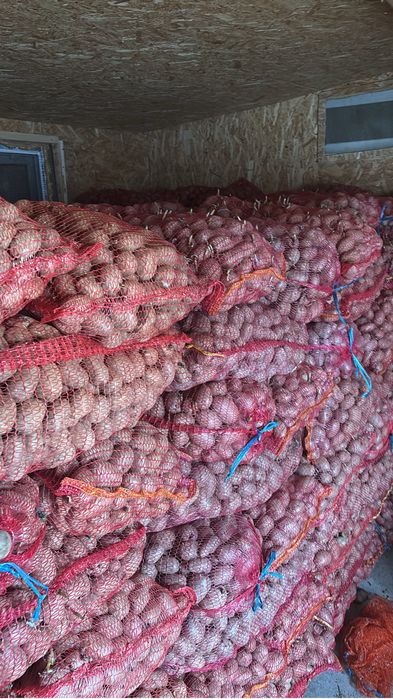 Samnta cartofi bellarosa