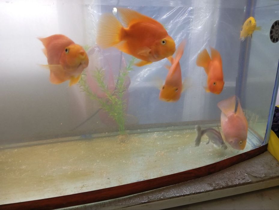 Продаётся  аквариум и  Рыбы 5 попугаев 1 акула 1 африканский