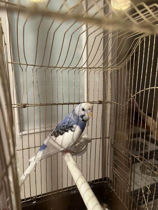 Продам попугая девочку