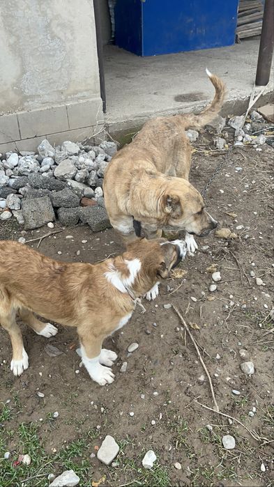 Сао кобель 3месяца