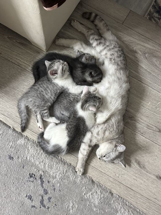 Продаётся котёнок