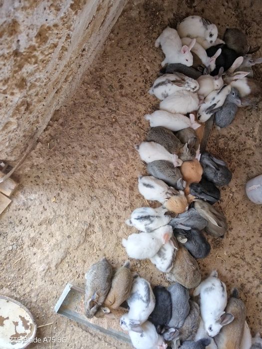 Quyonlar optim narxlarda