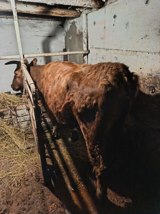 Продам скот на мясо