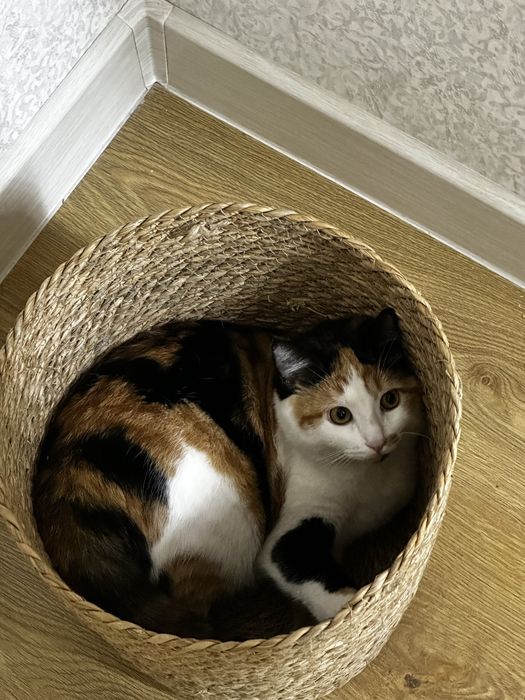 Ищем кота для вязки