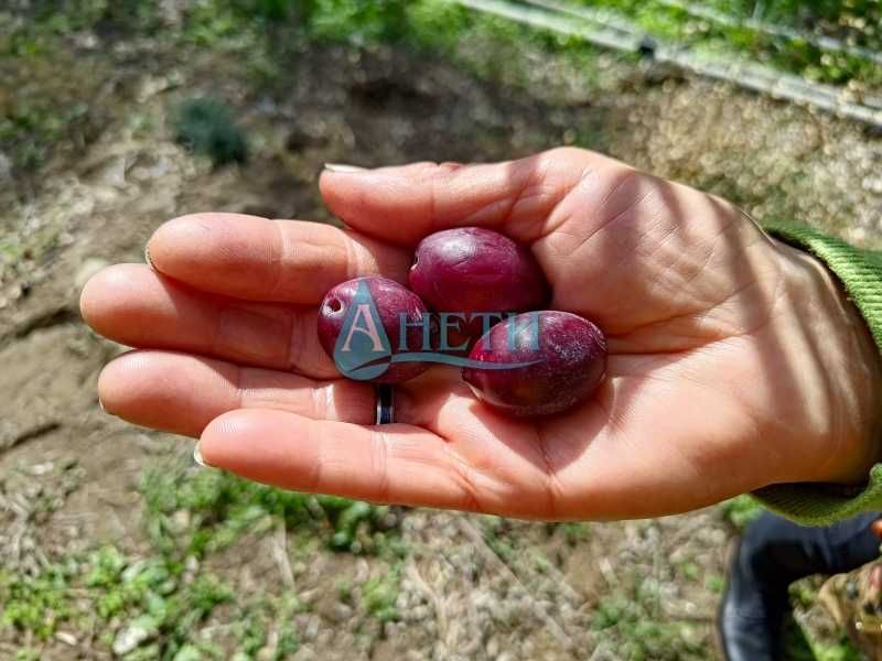 Продава се Парцел в София, Студентски град - 2000 кв.м за 6 €/кв.м - Снимка #4