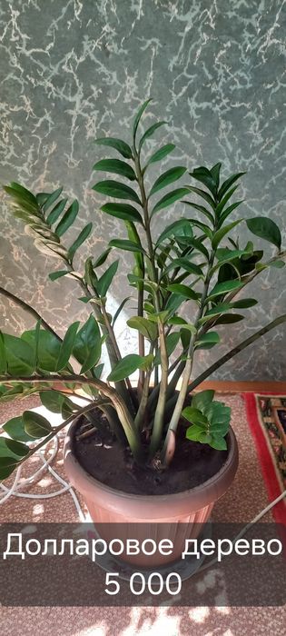 Продам цветы комнатные