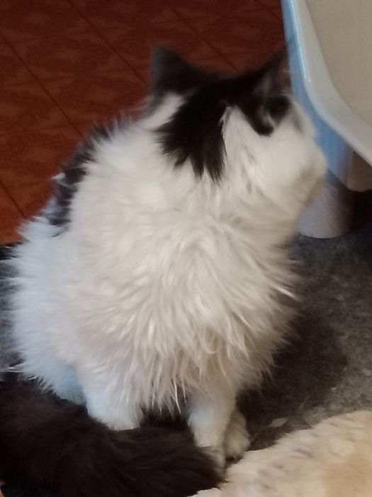 Белый пушистый шотландец мальчик