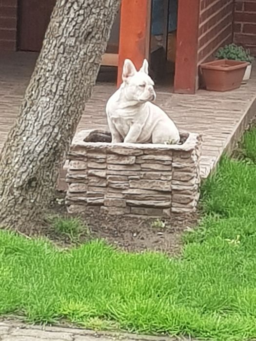 Bulldog francez mascul